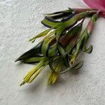 Billbergia nutans Blüte