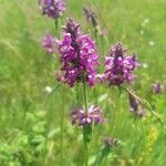 Betonica officinalisFlower