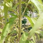 Austroeupatorium inulifolium Leaf