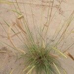 Ctenium newtonii Leaf