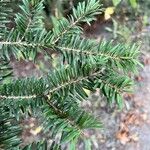 Abies numidica ഇല