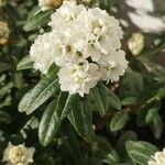 Rhododendron hippophaeoides Flor