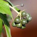 Hedera colchica Fruit