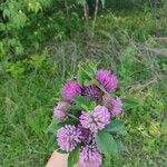 Trifolium pratenseFlower