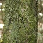 Cathedra acuminata Bark