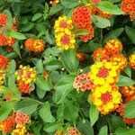 Lantana aculeata Flors