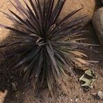 Yucca desmetiana