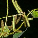 Calopogonium mucunoides Fruit