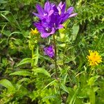 Campanula glomerata 花