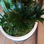 Dracaena fragrans List