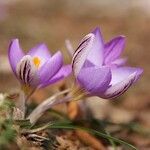 Crocus corsicus Flower