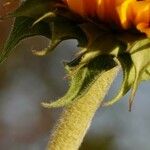 Helianthus petiolaris Bark