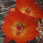 Echinocereus triglochidiatus Цветок