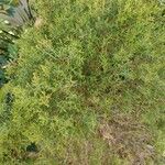 Beyeria lechenaultii Plante entière