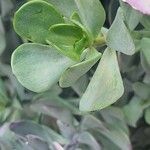 Senecio decaryi Hoja