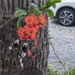 Hibiscus schizopetalus 花