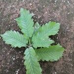 Quercus canariensis Leaf