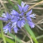 Polygala vulgaris Fleur