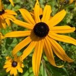 Rudbeckia fulgida Fleur