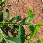 Coffea canephora List