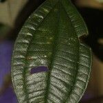 Loreya mespiloides List