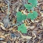 Pelargonium tomentosum Blad