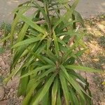 Cordyline strictaΦύλλο