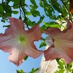 Brugmansia versicolor Blomst