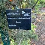 Asparagus umbellatus Прочее