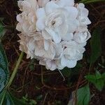 Clerodendrum chinense Flor