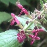 Stachys sylvatica Fleur