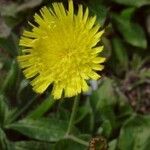 Pilosella officinarum Flower