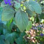 Plectranthus ecklonii Leaf