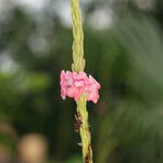 Stachytarpheta mutabilis फूल