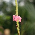 Stachytarpheta mutabilis Blüte