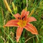 Hemerocallis fulva花