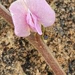 Tephrosia subtriflora 花