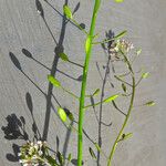 Draba muralis Frukto