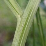 Reseda lutea Bark