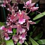 Dendrobium virotii 花