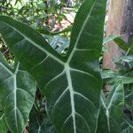 Alocasia micholitziana Leaf