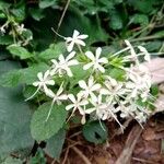 Clerodendrum calamitosumFiore