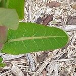 Apocynum androsaemifolium Leaf