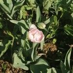 Tulipa agenensis花