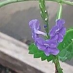 Stachytarpheta urticifolia Flower