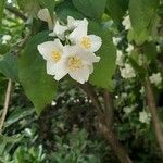 Philadelphus coronariusFlower