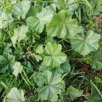 Althaea hirsuta Folha