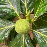 Artocarpus altilisFruct