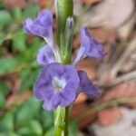 Stachytarpheta jamaicensis Flower