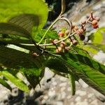 Miconia gracilis Fruto